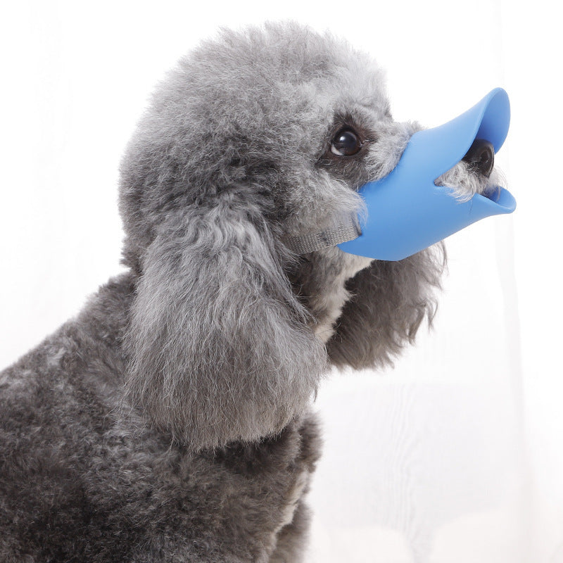 Large blue dog muzzle fitted on a poodle to control chewing