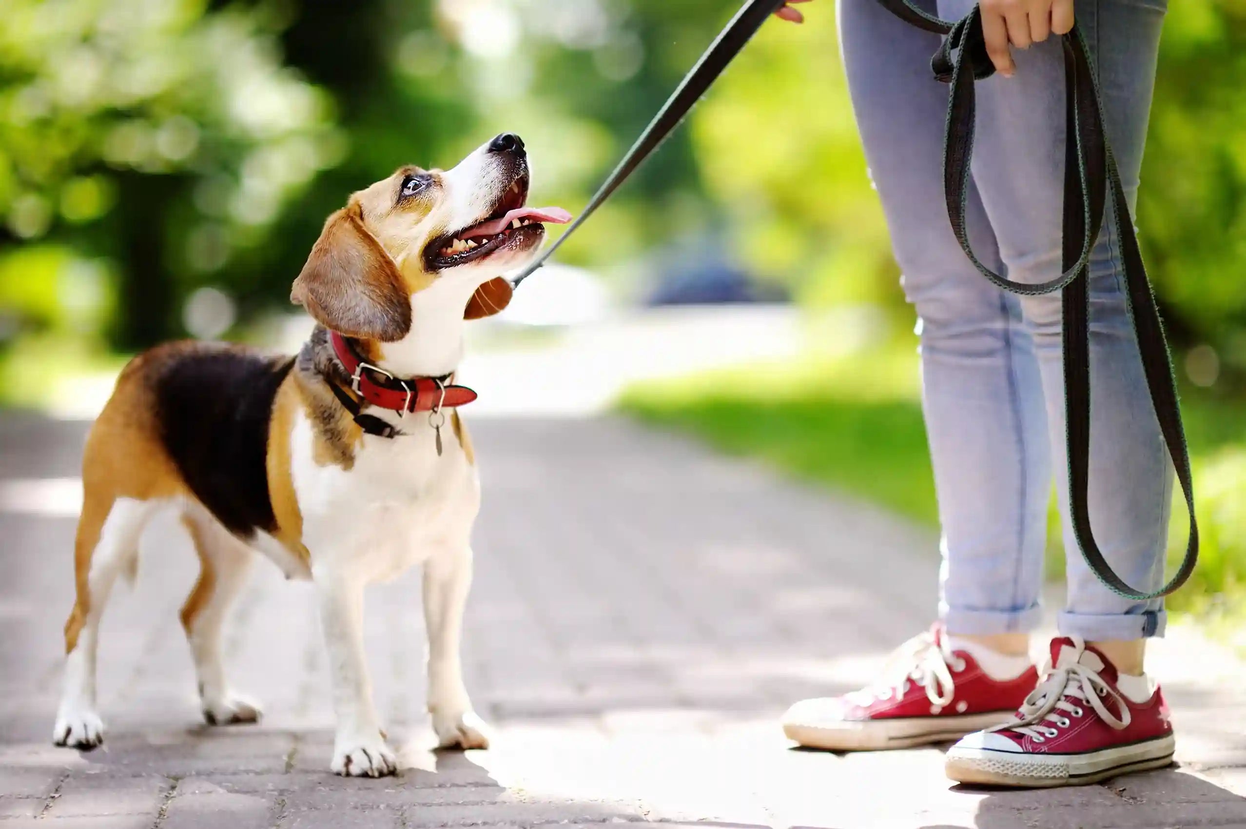 Dog on a leash being walked by a person outdoors