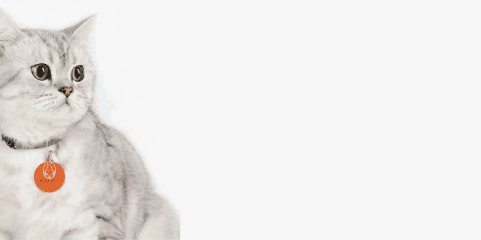 Gray cat with an orange tag on a white background