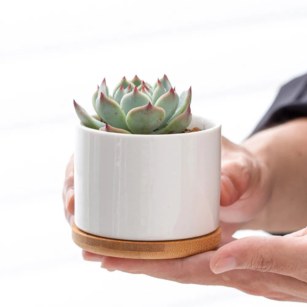 Close-up of succulent plant in ceramic flower pot with bamboo tray