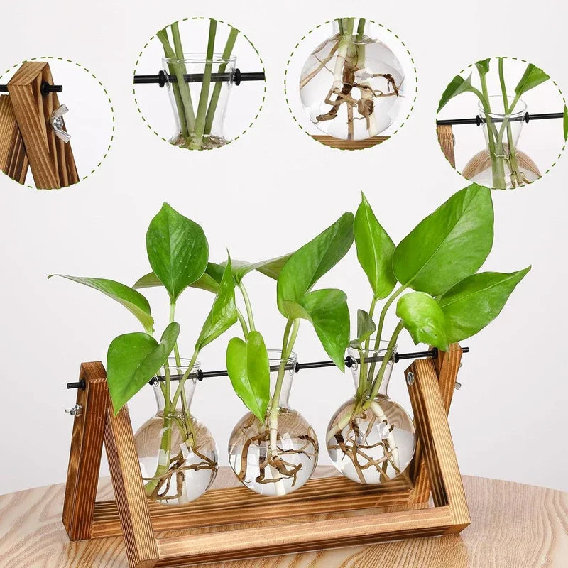 Top view of hydroponic vase with three glass tubes in wooden stand