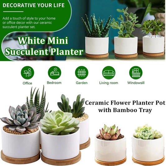 White ceramic flower pots with bamboo trays holding succulents for indoor décor